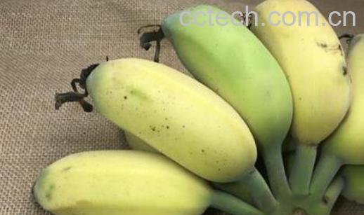 皇帝香蕉的功效与作用-1