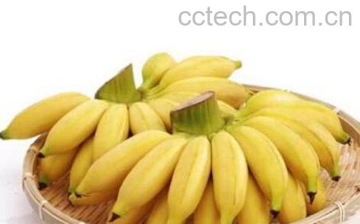 贡蕉的作用和功效-1