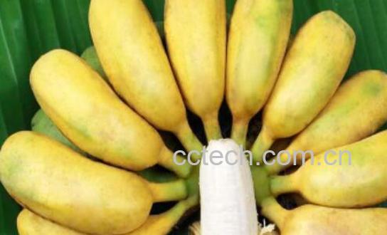 贡蕉的作用和功效-0