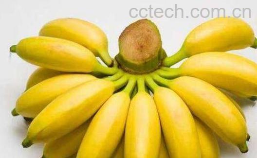 西贡蕉的功效与作用及禁忌-1