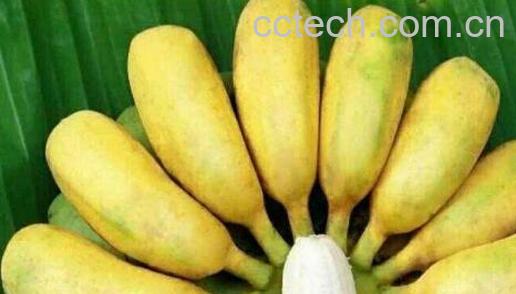 西贡蕉不能与什么同吃-0