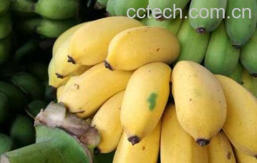 西贡蕉不能与什么同吃-1