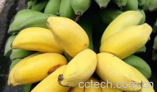 鸡蕉和小米蕉的区别 鸡蕉怎么吃-0