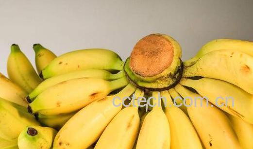 鸡蕉和小米蕉的区别 鸡蕉怎么吃-1