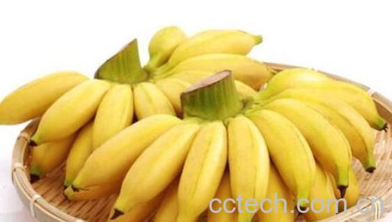  山蕉是什么 山蕉的功效与作用-0