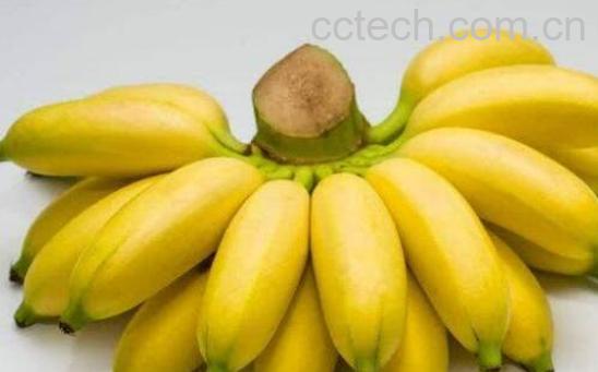 山蕉和香蕉的区别 吃山蕉的好处-0