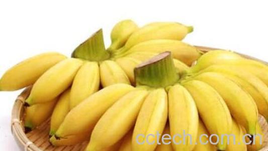  山蕉是什么 山蕉的功效与作用-1