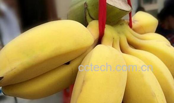 山蕉和香蕉的区别 吃山蕉的好处-1