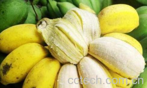 苹果蕉和普通香蕉的区别 吃苹果蕉的好处-0