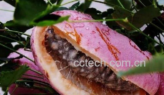 野蕉和食用胶的区别 野蕉的功效-1