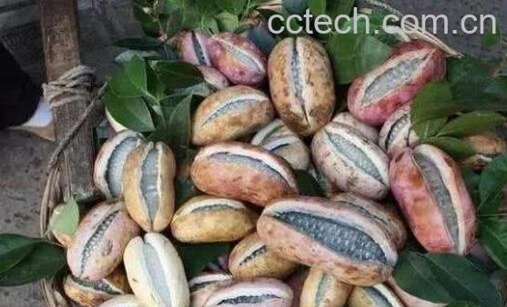 野蕉和食用胶的区别 野蕉的功效-0