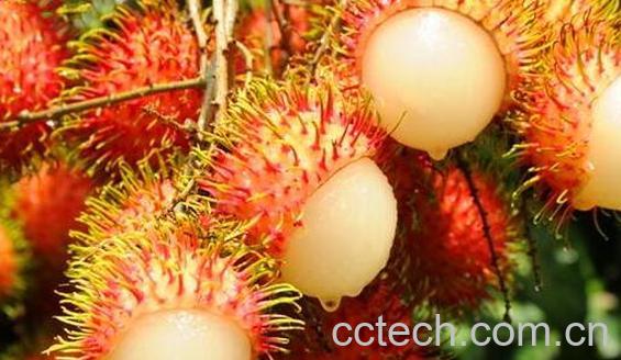 红毛丹过敏怎么办-0