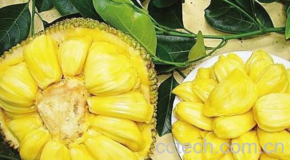 菠萝蜜的胶怎么洗 菠萝蜜果肉上的胶怎么洗掉-0