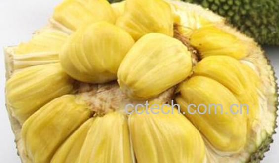 吃菠萝蜜的7大禁忌 吃菠萝蜜的好处-1