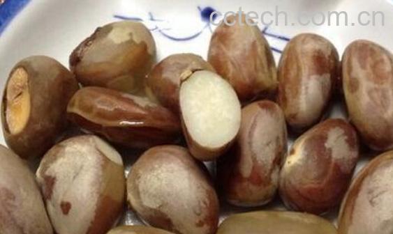 菠萝蜜籽如何吃 菠萝蜜籽的正确吃法-0