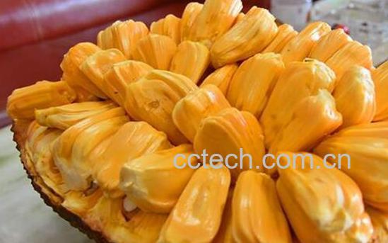 吃完菠萝蜜千万别碰5种食物-1