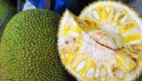 怎么剥菠萝蜜最快最方便-0