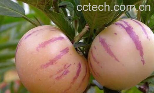 人参果的皮有什么功效-0