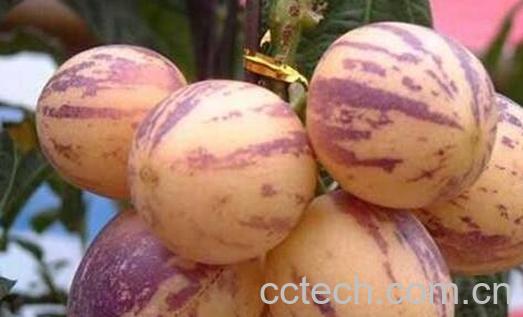 人参果皮怎么去皮 人参果的皮怎么削-1