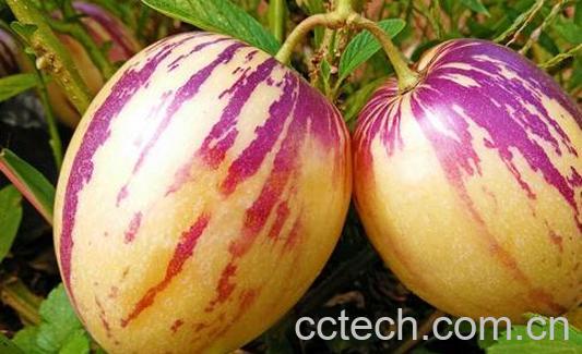 人参果的皮有什么功效-1