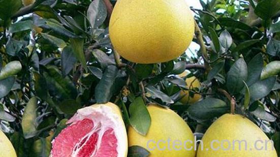 吃蜜柚的好处 吃蜜柚的功效与作用-0