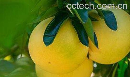 吃蜜柚的好处 吃蜜柚的功效与作用-1