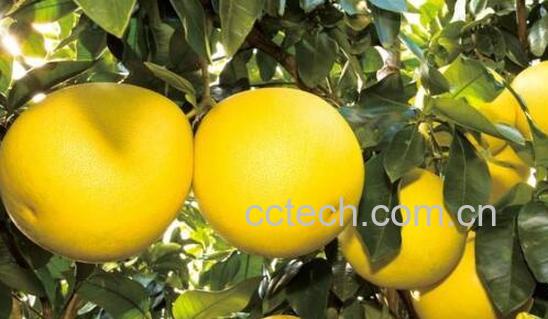 蜜柚的功效与作用及禁忌-0