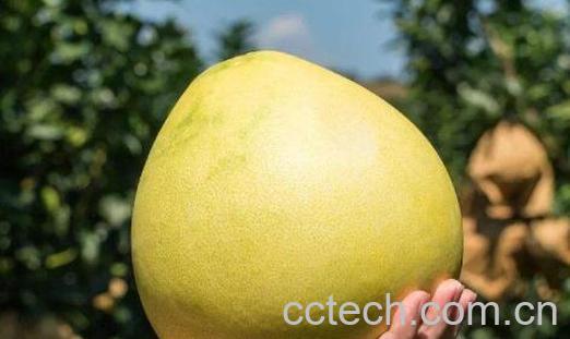 蜜柚的功效与作用及禁忌-1