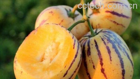 哪些人不宜吃人参果 人参果的副作用与禁忌-0