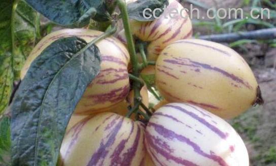 哪些人不宜吃人参果 人参果的副作用与禁忌-1