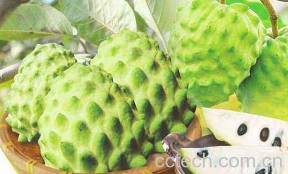 番荔枝和释迦的区别 吃番荔枝的好处-0