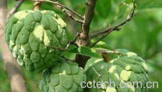 释迦果的营养价值与功效-0