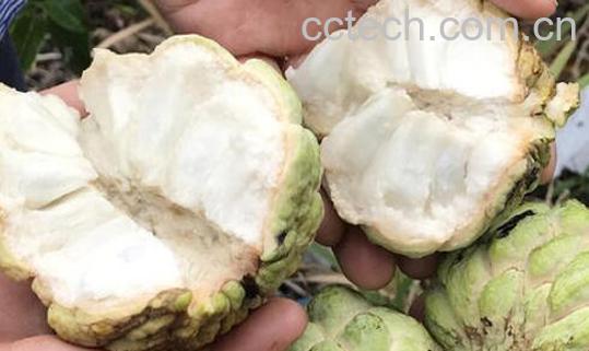 释迦果的营养价值与功效-1