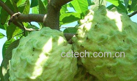 释迦果怎么吃 释迦果的正确吃法图解-1