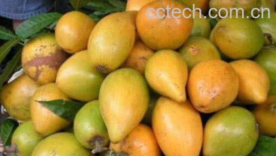 十大最难吃的水果-1