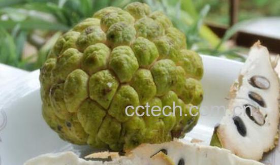 千万不要吃释迦果 这是什么原因-0