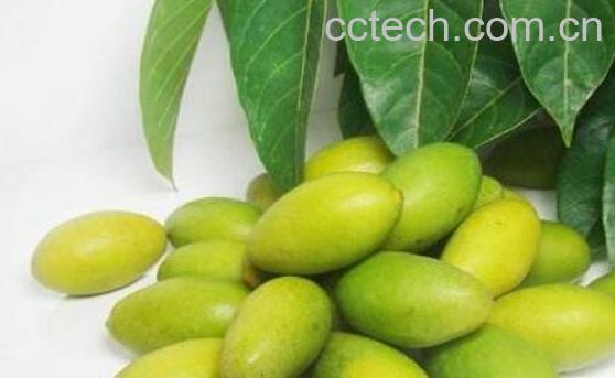 檀香橄榄的功效与作用及禁忌-1