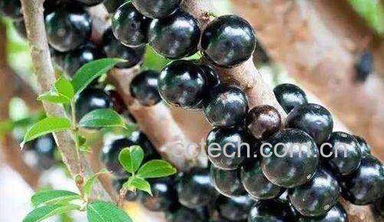 世界十大最好吃的水果 公认最好吃的水果-0