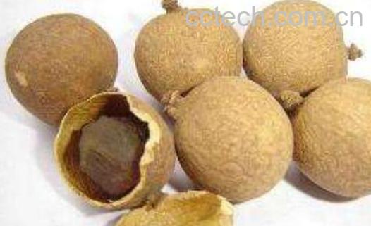 桂圆干的功效与作用 桂圆干的禁忌-0