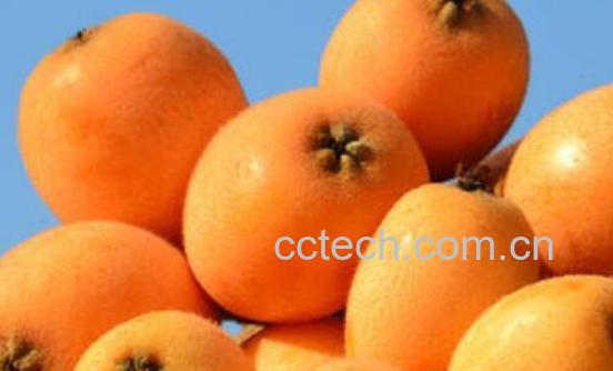 枇杷果是热性还是凉性 枇杷果不适合什么人吃-0