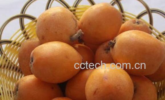 枇杷果如何保存 新鲜枇杷怎么长期保存-1