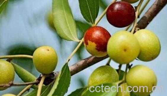 山楂和酸枣的功效与作用-0