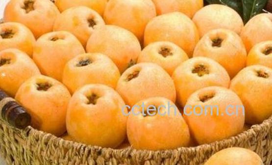 什么人不能吃枇杷 吃枇杷的禁忌有哪些-0