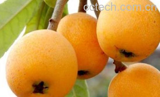 什么人不能吃枇杷 吃枇杷的禁忌有哪些-1