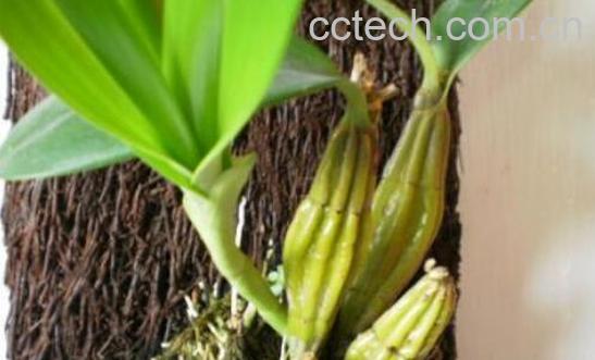 鼓槌石斛怎么吃最好 鼓槌石斛的吃法技巧教程-0