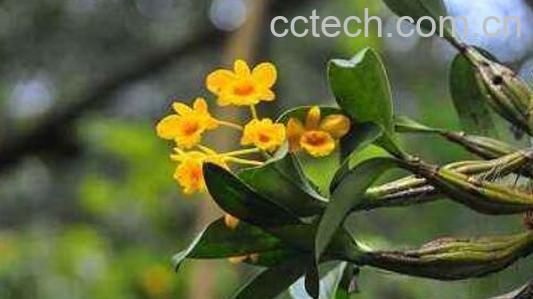 鼓槌石斛怎么吃最好 鼓槌石斛的吃法技巧教程-1