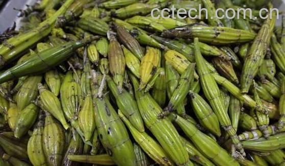 鼓槌石斛与铁皮石斛的区别-1