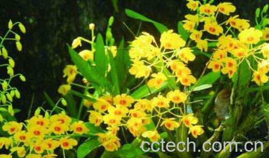 鼓槌石斛怎么食用 鼓槌石斛的食用方法-0