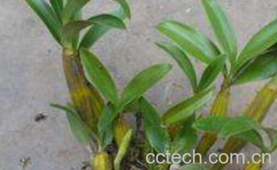 鼓槌石斛怎么食用 鼓槌石斛的食用方法-1