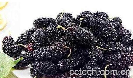 桑葚怎么洗干净 桑葚的正确清洗方法-0